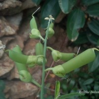 Crotalaria retusa L.